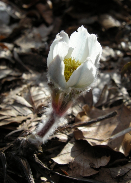 Pulsatilla alpina